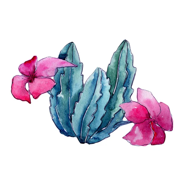 Cactus exotique de fleurs sauvages dans un style aquarelle isolé . — Photo