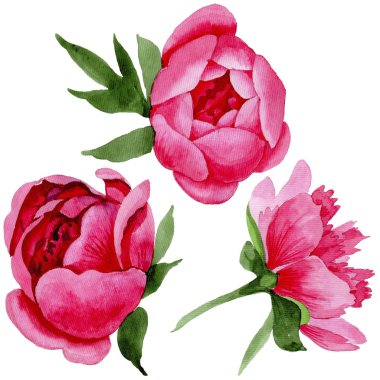 Kır çiçeği kırmızı peonies çiçek izole bir suluboya tarzında.