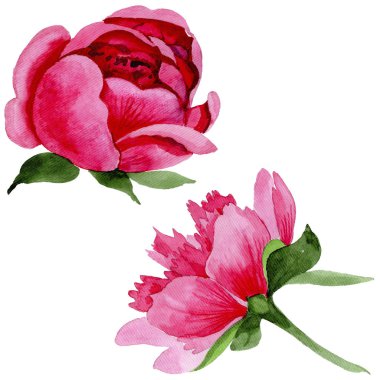 Kır çiçeği kırmızı peonies çiçek izole bir suluboya tarzında.
