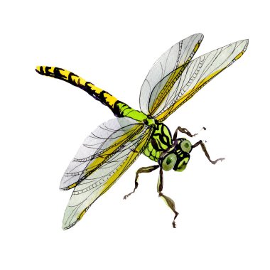 Egzotik yusufçuk vahşi böcek izole bir suluboya tarzında.