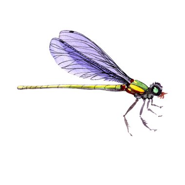 Egzotik yusufçuk vahşi böcek izole bir suluboya tarzında.