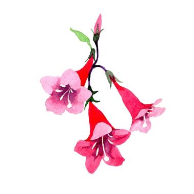 Kır çiçeği weigela çiçek izole bir suluboya tarzında.