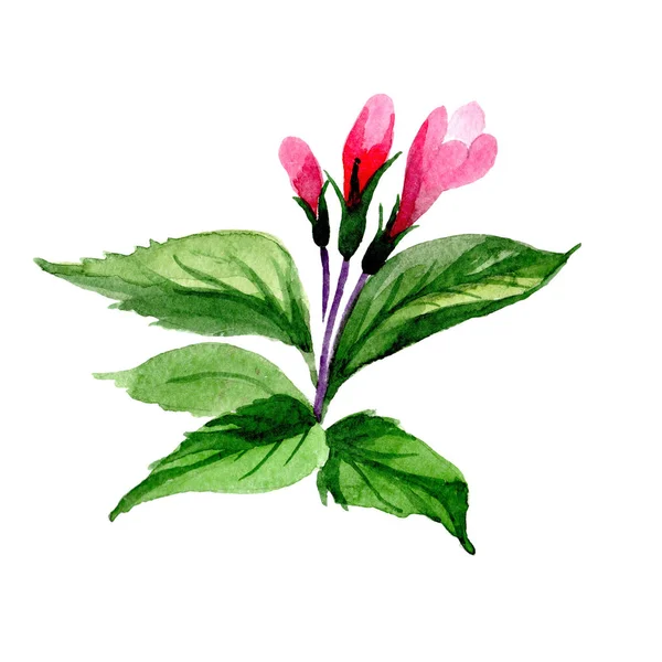 Wildflower weigela bloem in een aquarel stijl geïsoleerd. — Stockfoto