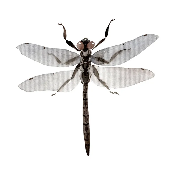 Insecte sauvage exotique libellule dans un style aquarelle isolé . — Photo