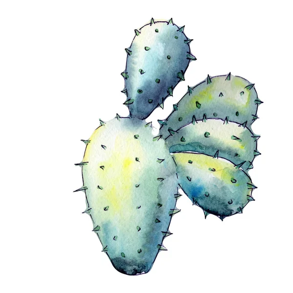 Egzotikus vadvirág kaktusz elszigetelt akvarell stílusú. — Stock Fotó