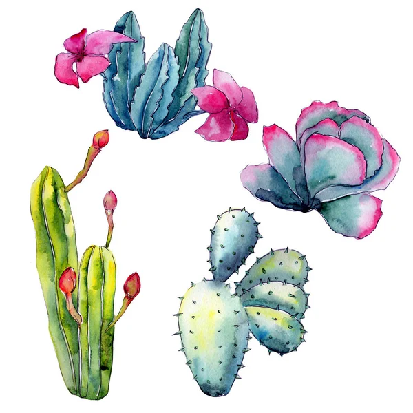 Cactus exotique de fleurs sauvages dans un style aquarelle isolé . — Photo