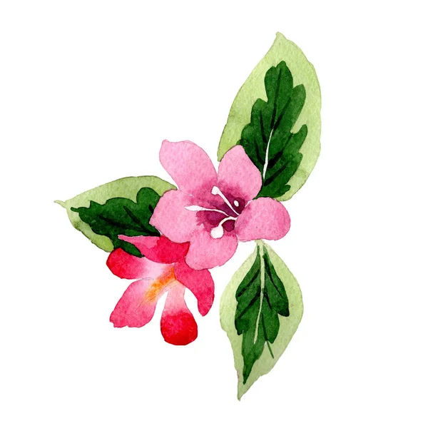 Wildflower weigela flower in a watercolor style isolated. — Stock Photo, Image