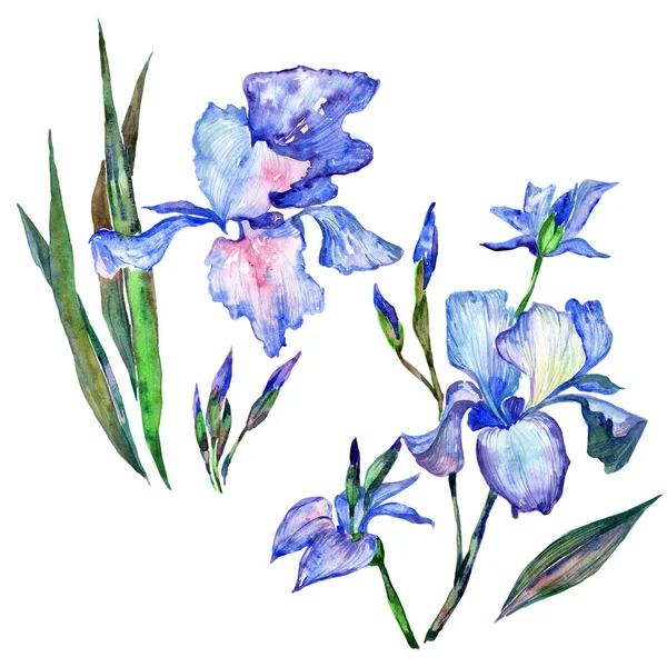 Fleurs sauvages iris fleur dans un style aquarelle isolé . — Photo