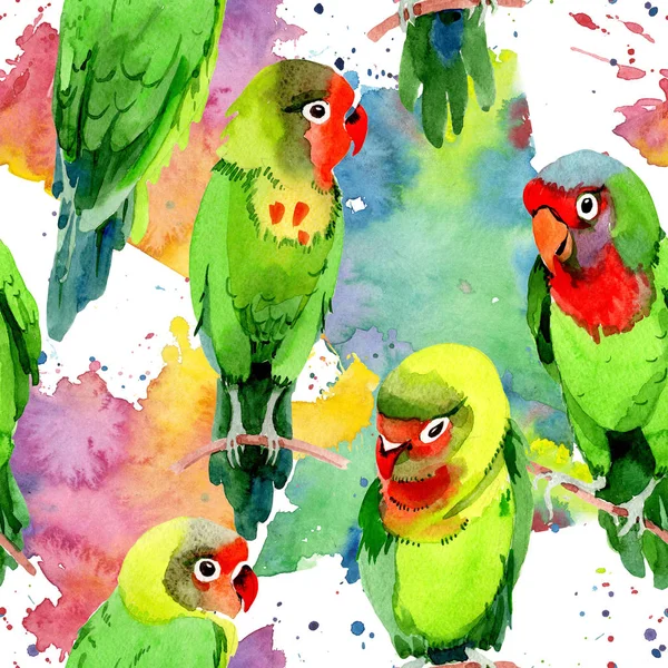 Sky fåglar små papegojor mönster i ett djurliv av akvarell stil. — Stockfoto