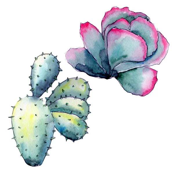 Exotické wildflower kaktus ve stylu akvarelu, samostatný. — Stock fotografie