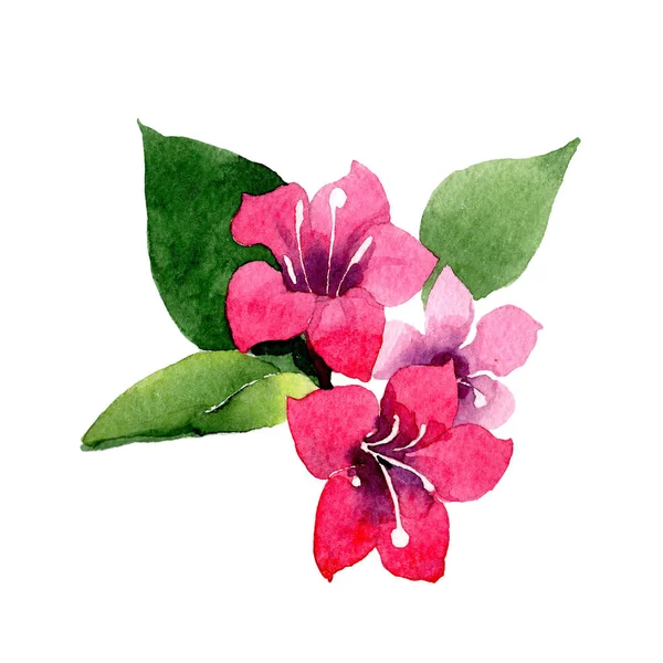 Wildflower weigela flower in a watercolor style isolated. — Stock Photo, Image