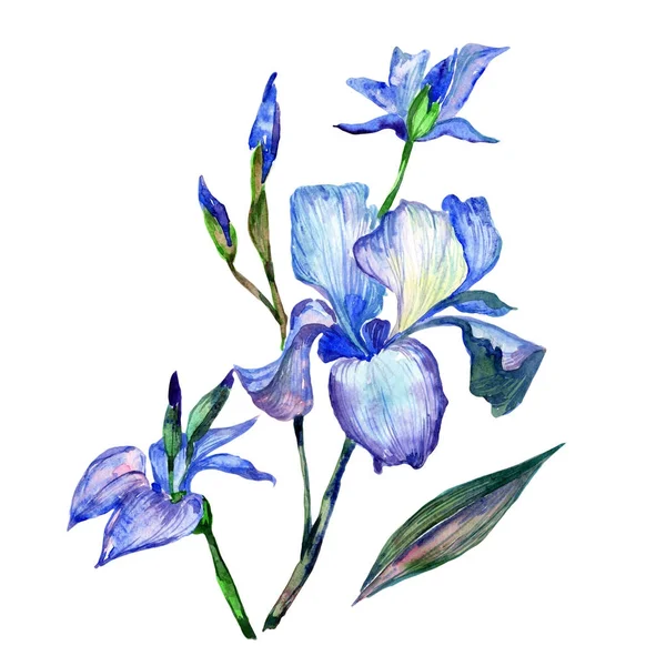 stock image Wildflower iris flower in a watercolor style isolated.