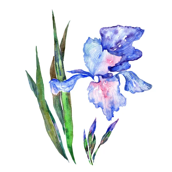 Wildflower iris květiny ve stylu akvarelu, samostatný. — Stock fotografie