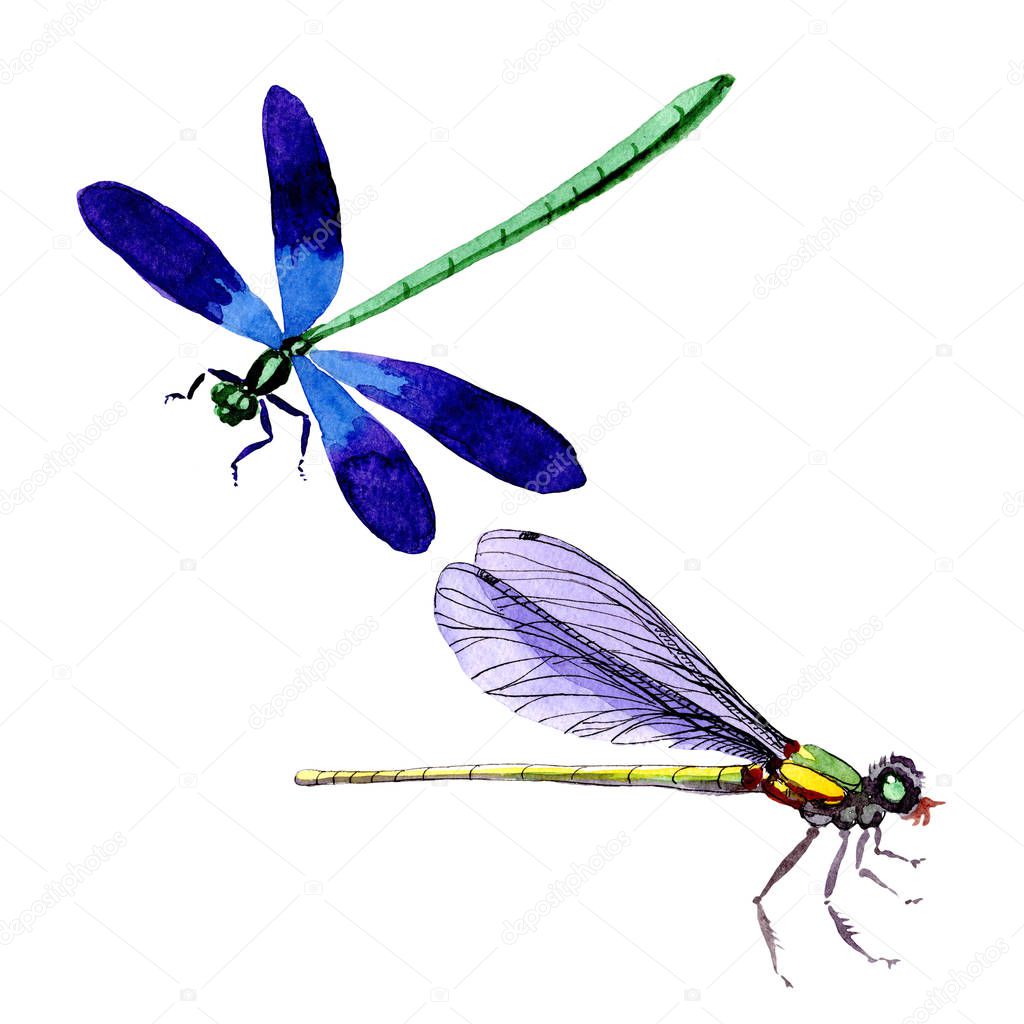 Exotic dragonfly wild insect in a watercolor style isolated.