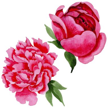 Kır çiçeği kırmızı peonies çiçek izole bir suluboya tarzında.
