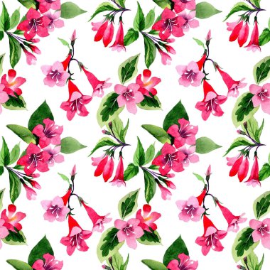 Kır çiçeği weigela çiçek deseni suluboya tarzında.