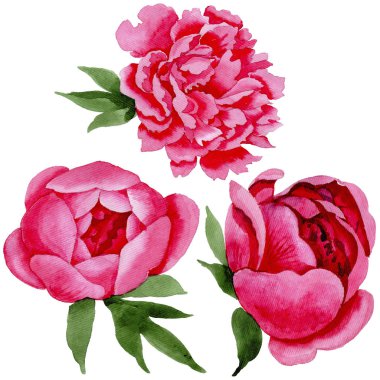 Kır çiçeği kırmızı peonies çiçek izole bir suluboya tarzında.