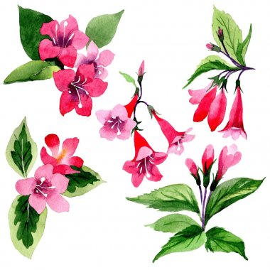 Kır çiçeği weigela çiçek izole bir suluboya tarzında.