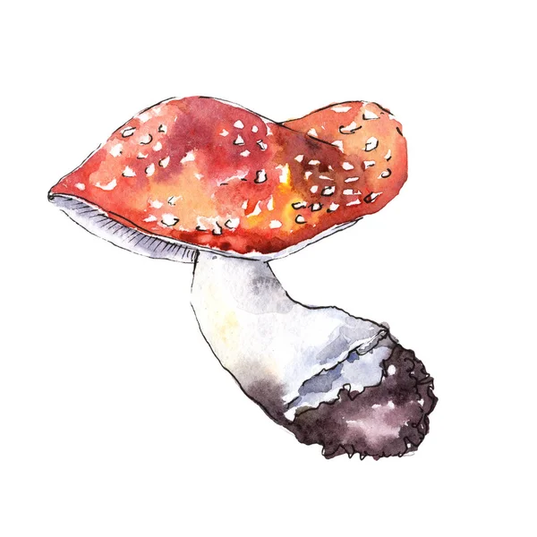 Mushrooms healthy food in a watercolor style isolated. — Stock Photo, Image