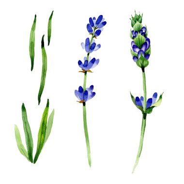 Kır çiçeği lavanta çiçek izole bir suluboya tarzında.