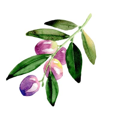 Zeytin ağacı izole bir suluboya tarzında.