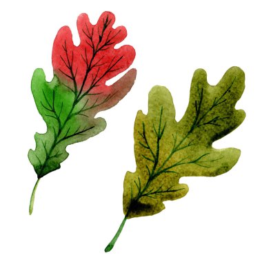 Meşe izole bir elle çizilmiş suluboya tarzında sonbahar yaprak.