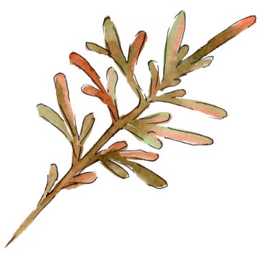 Orman dal dalları çelenk izole bir elle çizilmiş suluboya tarzında.