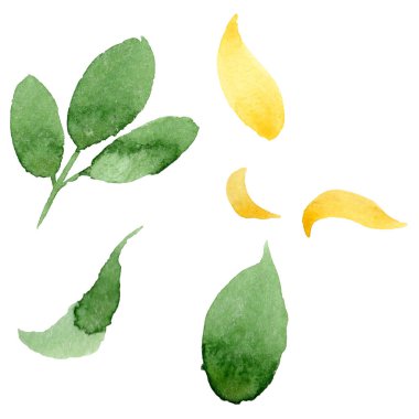 Akasya izole bir elle çizilmiş suluboya tarzında sonbahar yaprak.