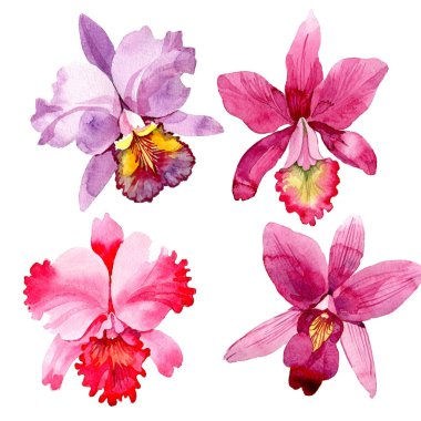 Kır çiçeği pembe orkide çiçek izole bir suluboya tarzında.