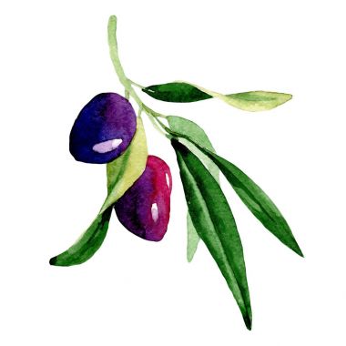 Zeytin ağacı izole bir suluboya tarzında.