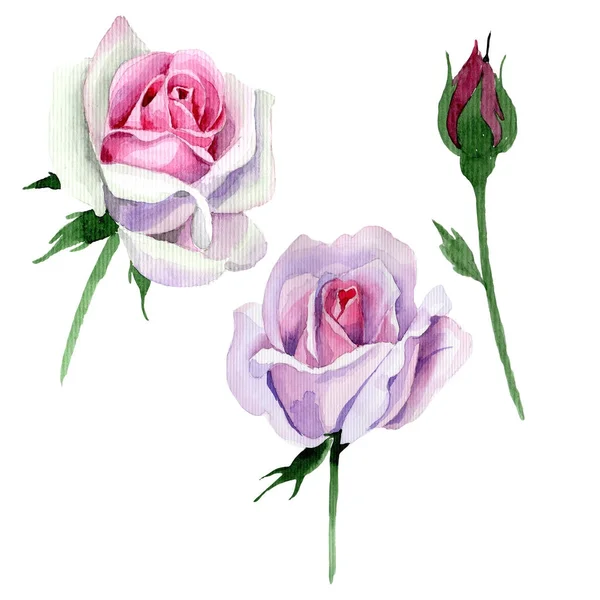 Wildflower przetargu różowy kwiat róży w stylu przypominającym akwarele na białym tle. — Zdjęcie stockowe