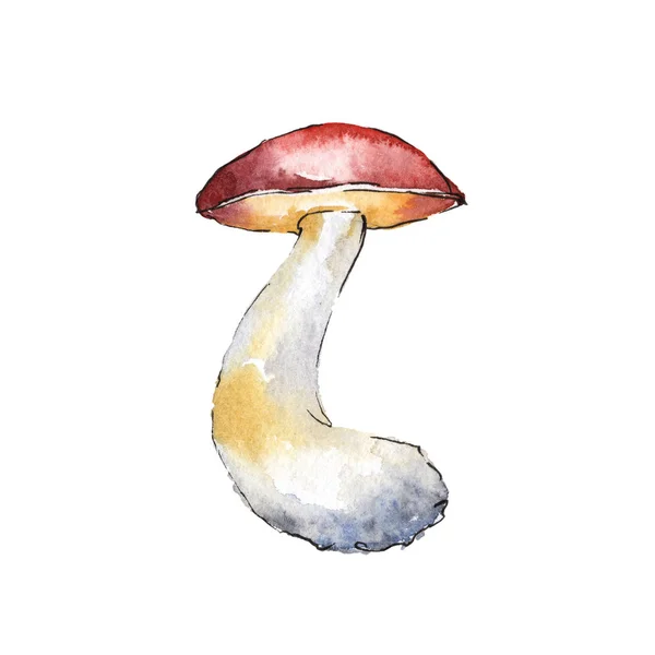 Champignons gezond voedsel in een aquarel stijl geïsoleerd. — Stockfoto