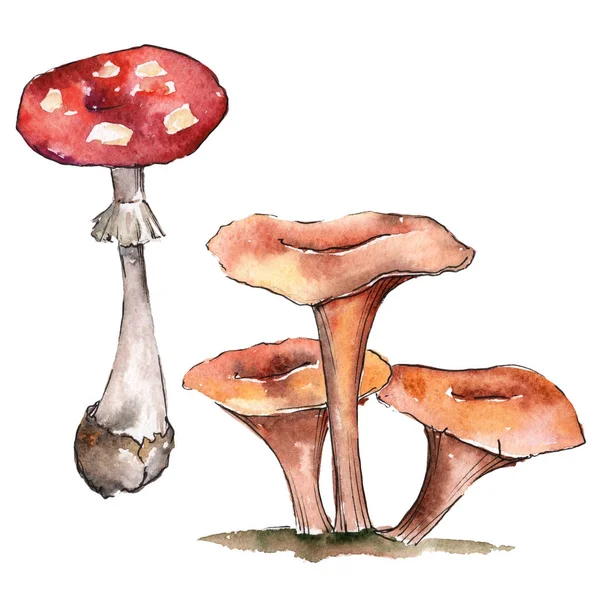 Funghi cibo sano in stile acquerello isolato . — Foto Stock
