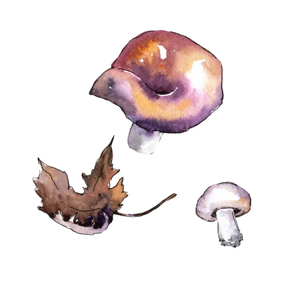 Champignons gezond voedsel in een aquarel stijl geïsoleerd. — Stockfoto