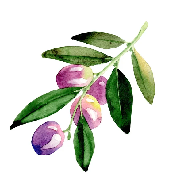 Zeytin ağacı izole bir suluboya tarzında.