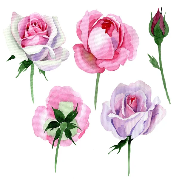 Flor rosa concurso Wildflower em um estilo aquarela isolado . — Fotografia de Stock