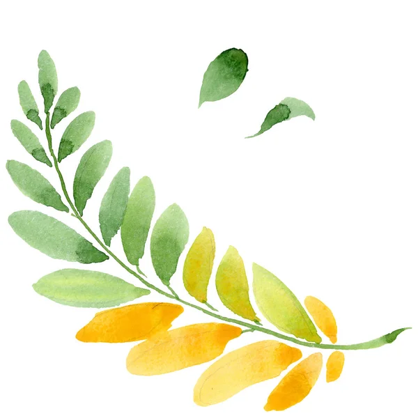 Autumn leaf of acacia in a hand drawn watercolor style isolated. — Stock Photo, Image