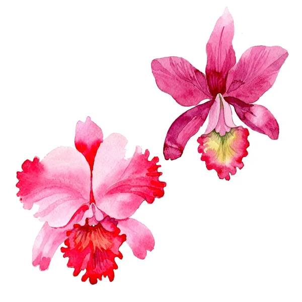 Flor silvestre flor de orquídea rosa en un estilo de acuarela aislado . — Foto de Stock