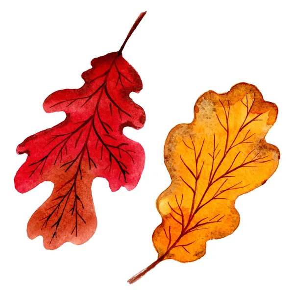 Jesienny liść dębu w stylu akwarela ręcznie rysowane na białym tle. — Zdjęcie stockowe