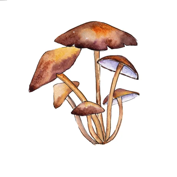 Champignons gezond voedsel in een aquarel stijl geïsoleerd. — Stockfoto