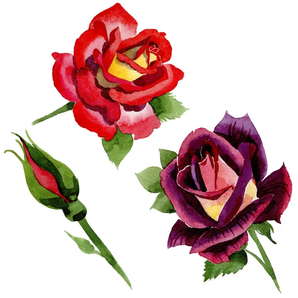 Цветок двухцветный темно-красный розовый цветок в акварельном стиле изолирован . — стоковое фото