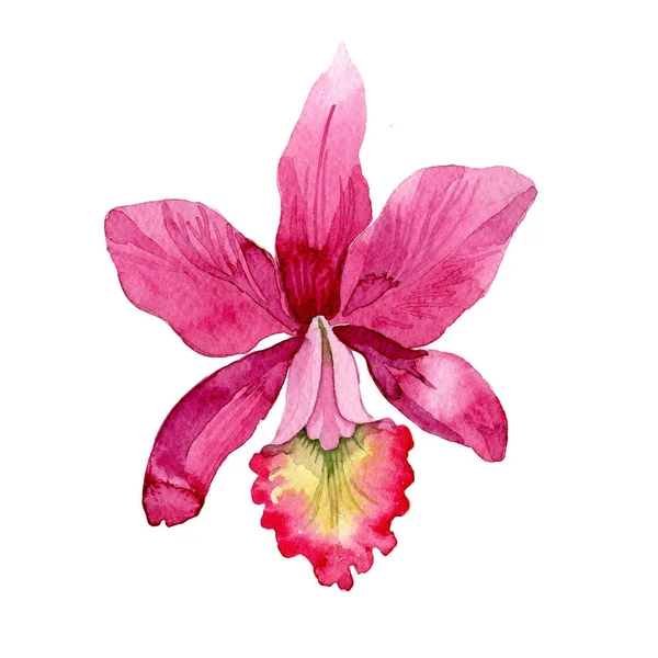 Fiore di orchidea rosa Wildflower in uno stile ad acquerello isolato . — Foto Stock
