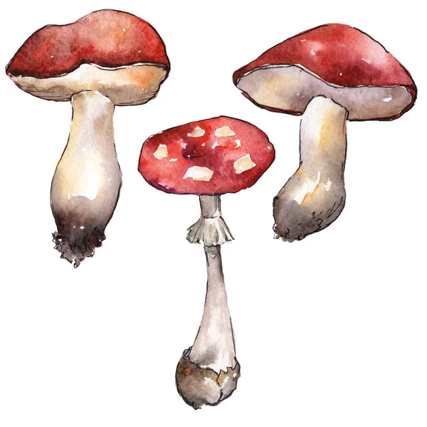 Cogumelos comida saudável em um estilo aquarela isolado . — Fotografia de Stock