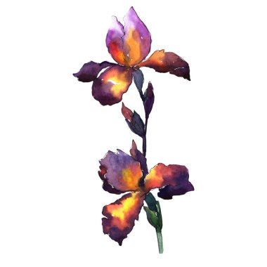 Kır çiçeği Iris çiçek izole bir suluboya tarzında.