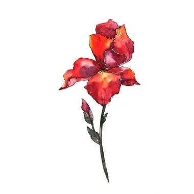 Kır çiçeği Iris çiçek izole bir suluboya tarzında.