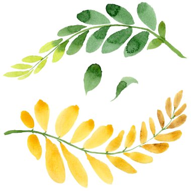 Akasya izole bir elle çizilmiş suluboya tarzında sonbahar yaprak.