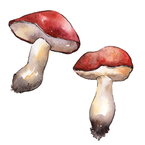 Champignons gezond voedsel in een aquarel stijl geïsoleerd. — Stockfoto