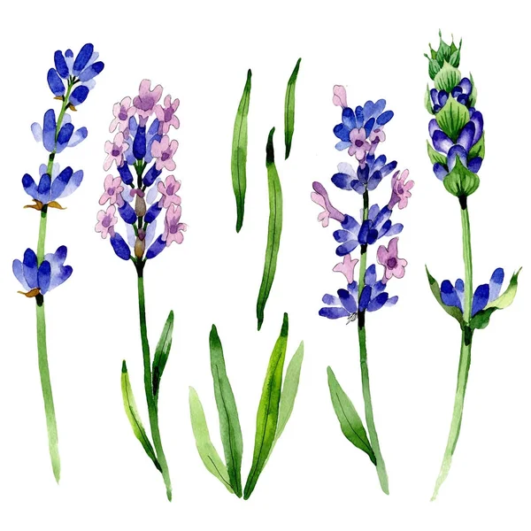 Wildflower lavendel bloem in een aquarel stijl geïsoleerd. — Stockfoto