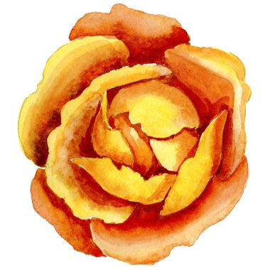 Kır çiçeği gül çiçek izole bir suluboya tarzında.