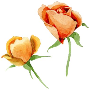 Kır çiçeği gül çiçek izole bir suluboya tarzında.